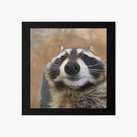 Sad Raccoon Meme Art Board Print