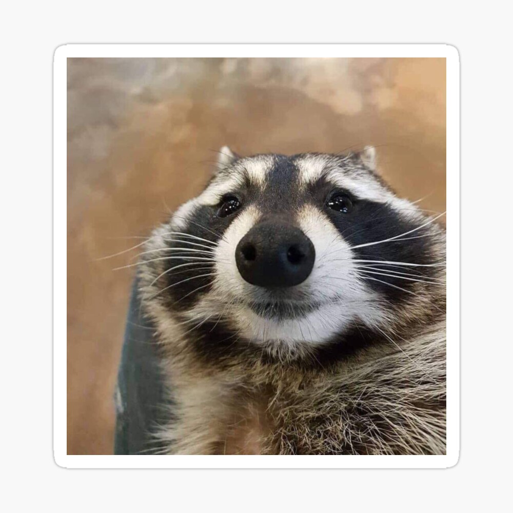 Sad Raccoon Meme Photographic Print By Chantal15 Redbubble