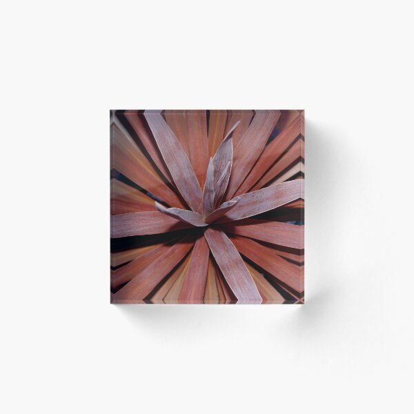 Aperçu de l'œuvre cordyline red star créée et vendue par Mark Maloney.