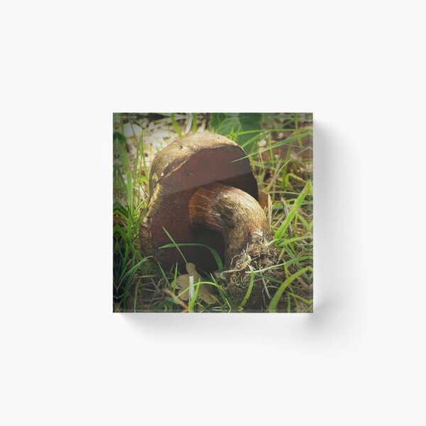 Item preview, Forgotten Bolete 1 designed and sold by steppeland.