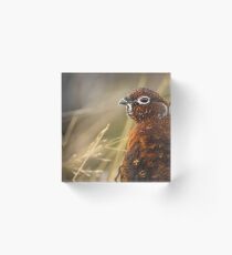 Red Grouse Acrylic Block