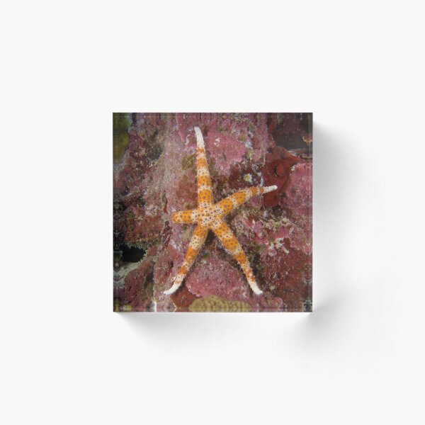 Egyptian Sea Star Acrylic Block