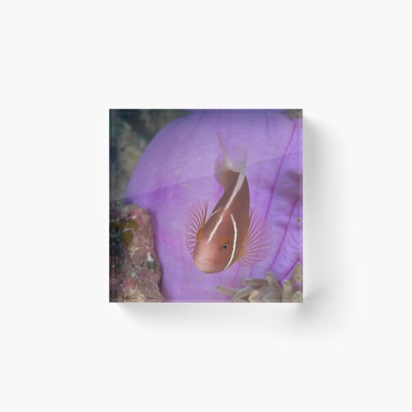 Item preview, Pink Anemonefish - Amphiprion perideraion designed and sold by Andrew Trevor-Jones.
