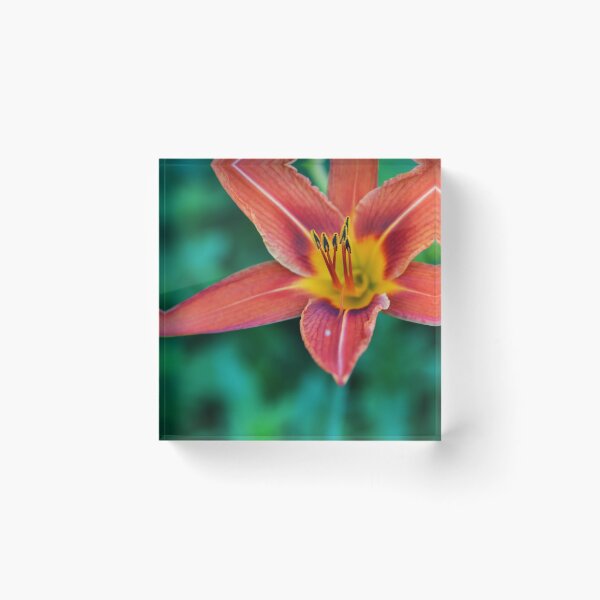 Item preview, Orange Day Lily Perennial Flower designed and sold by Dawn Mercer.