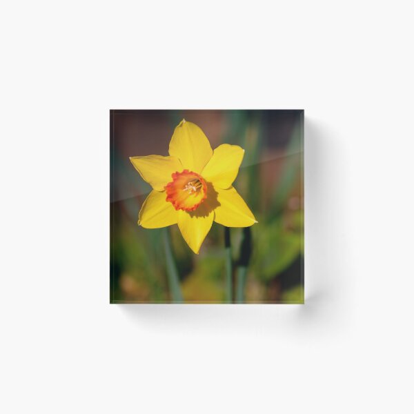 Item preview, Sunshine on a Daffodil designed and sold by Clare Colins.