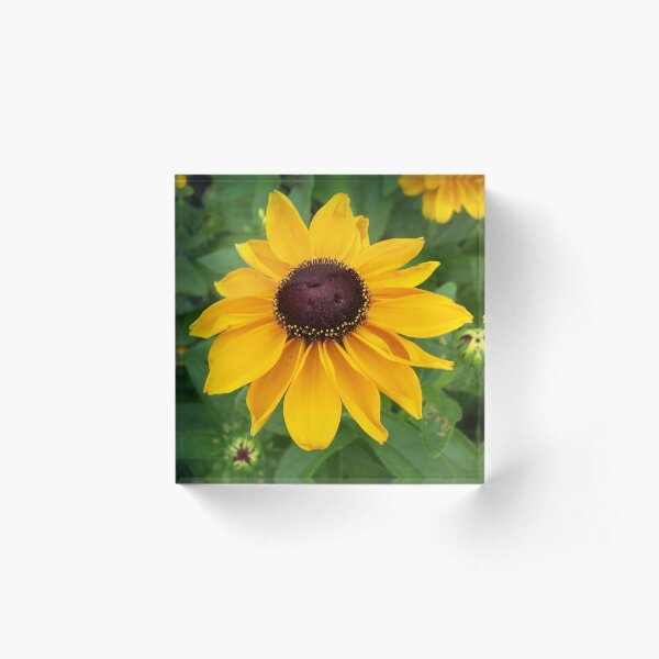 Black Eyed Susan Sitting Pretty Acrylic Block