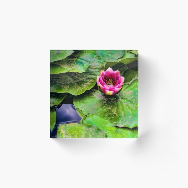 ...I think you're gorgeous... Acrylic Block