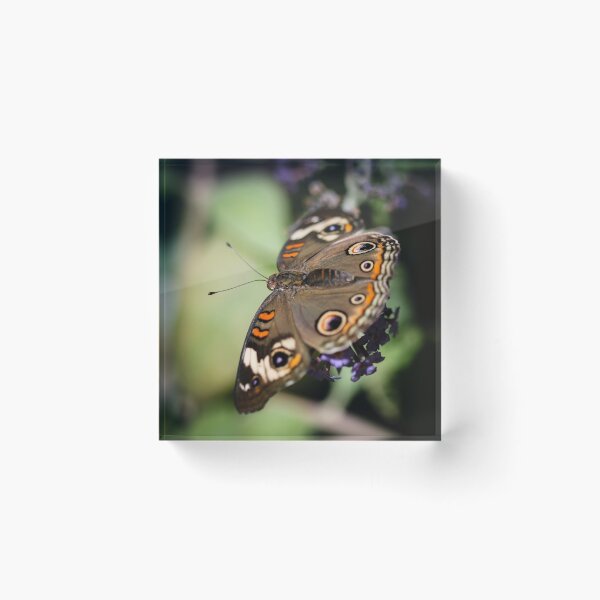 Item preview, Common Buckeye Junonia Coenia designed and sold by Henrik Lehnerer.