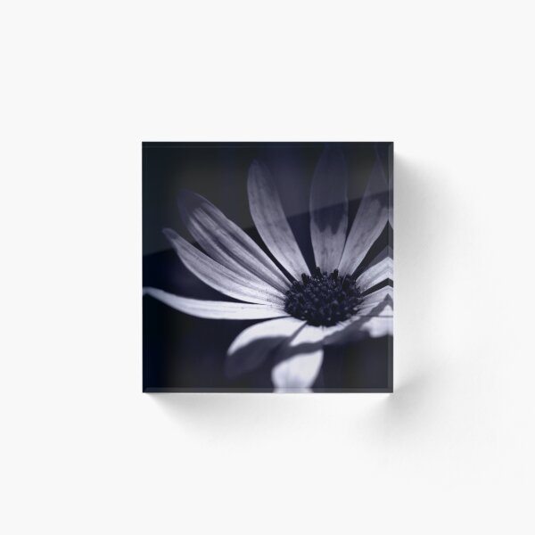 shy and lowly Acrylic Block