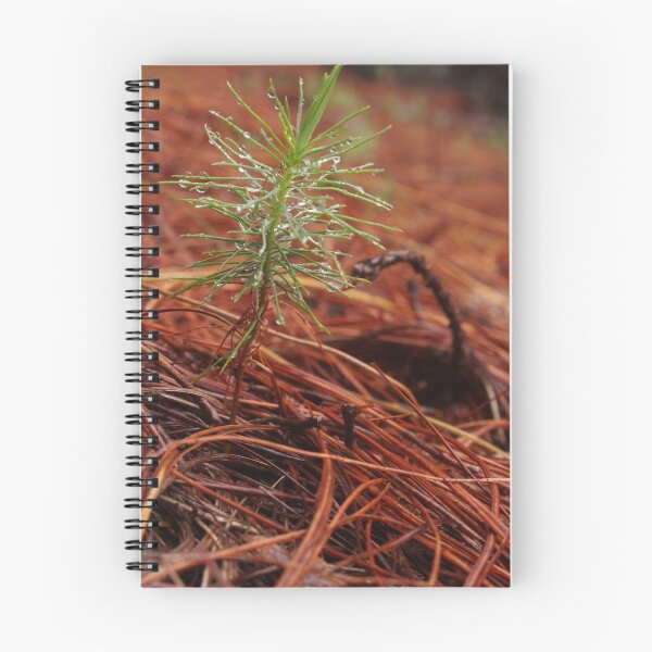 Item preview, Tiny sapling covered in water droplets designed and sold by FabPosters4Less.