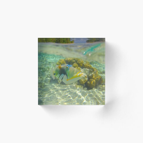 Trigger Fish Acrylic Block