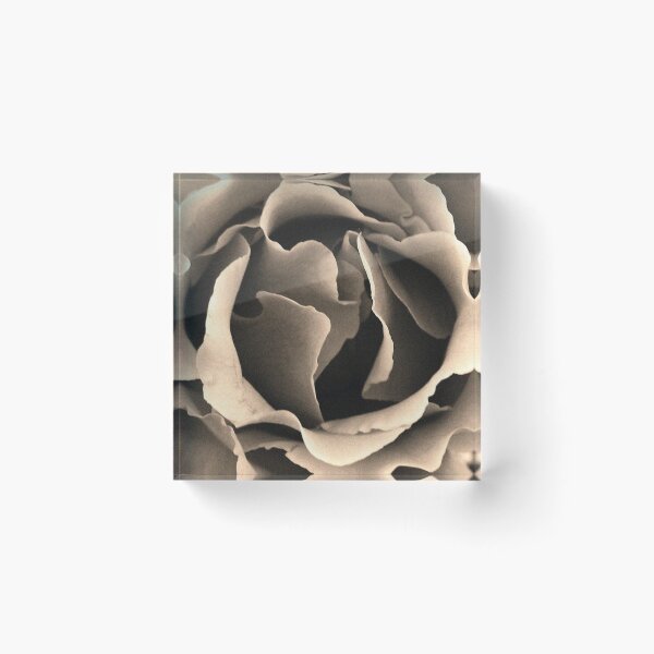 Item preview, Sepia Rose designed and sold by Maggie Hegarty.