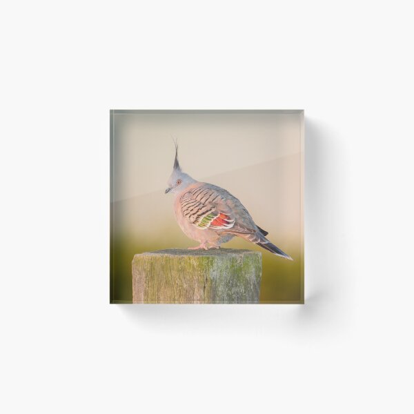 Item preview, Cresty at the Crest of the Day. designed and sold by James Peake Nature Photography..