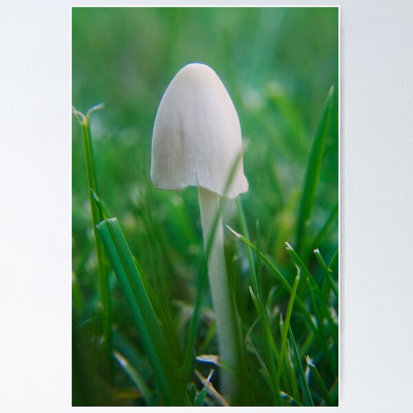 Artikelvorschau, Toadstool in grass entworfen und verkauft von Antanas.