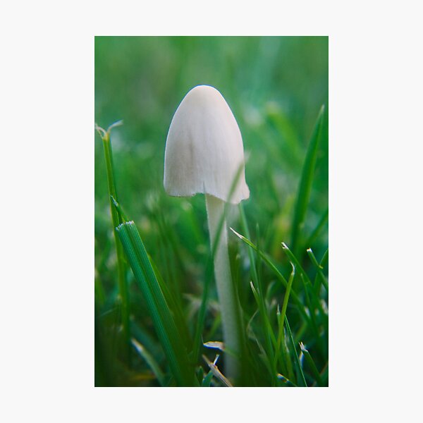Artikelvorschau, Toadstool in grass entworfen und verkauft von Antanas.