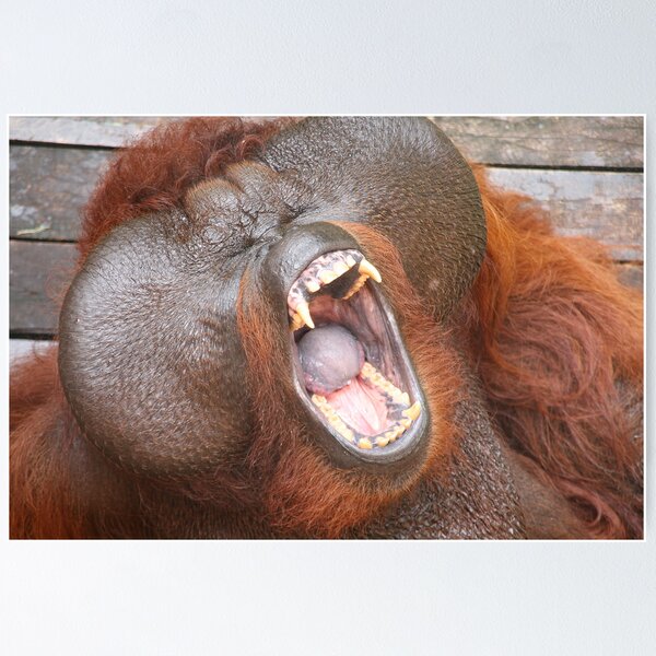 Item preview, Aman the orang utan #3 designed and sold by Denzil.