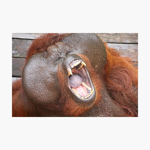 Item preview, Aman the orang utan #3 designed and sold by Denzil.