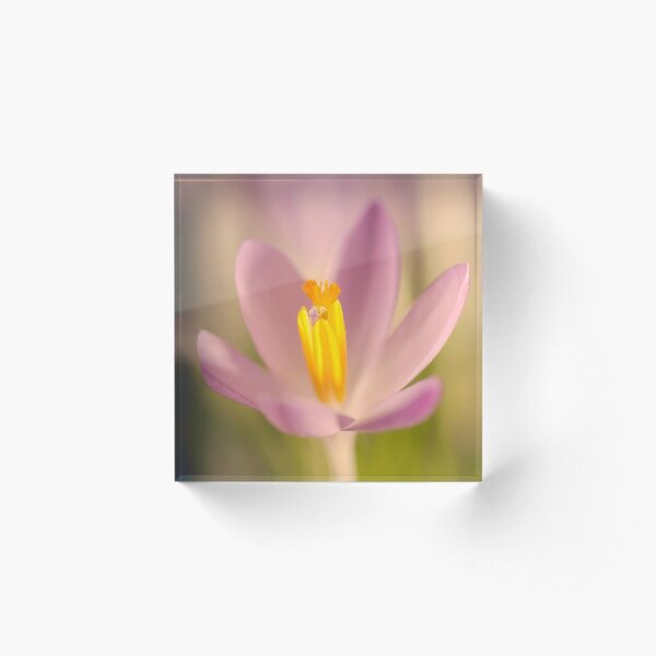 Item preview, Crocus designed and sold by Lifeware.