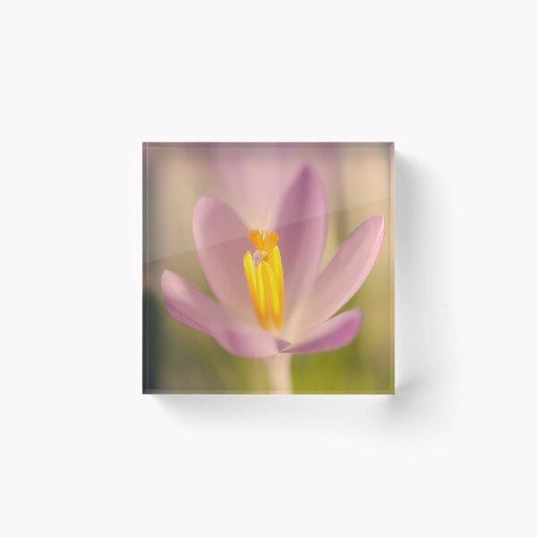 Item preview, Crocus designed and sold by Lifeware.