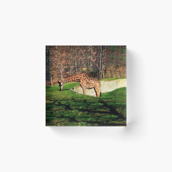 Item preview, FALL SCENIC GIRAFFE APPAREL-PILLOWS-JOURNAL-TOTE BAG,DUVET,SCARF,MENS GRAPHICH TEE SHIRTS ECT... designed and sold by ✿✿ Bonita ✿✿ ђєℓℓσ.