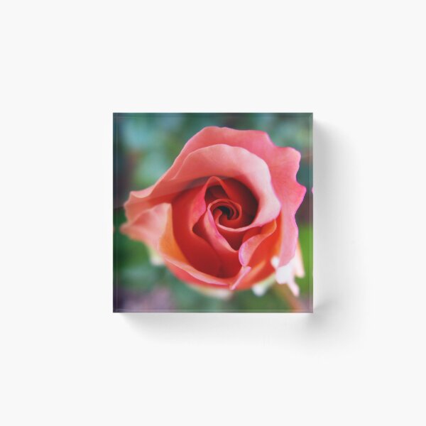 Artikelvorschau, Blushing Bud entworfen und verkauft von AlisonOneL.