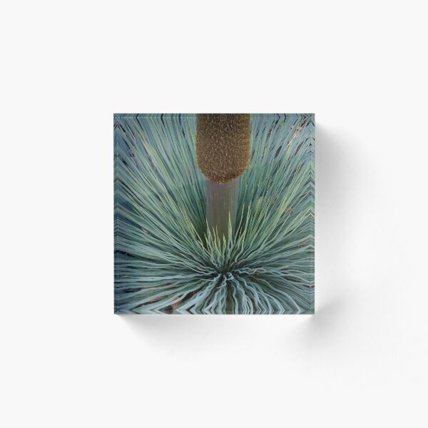 Item preview, Blackboy Grass tree in flower designed and sold by smokeypossum.