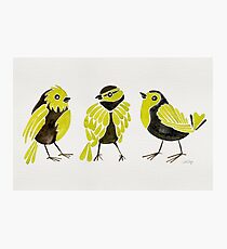 Goldfinches Photographic Print