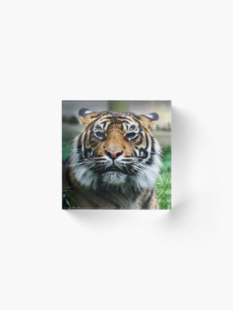 Alternate view of Tiger! Acrylic Block