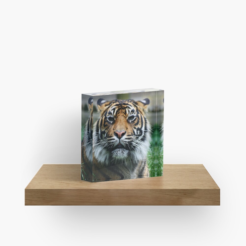 Tiger! Acrylic Block