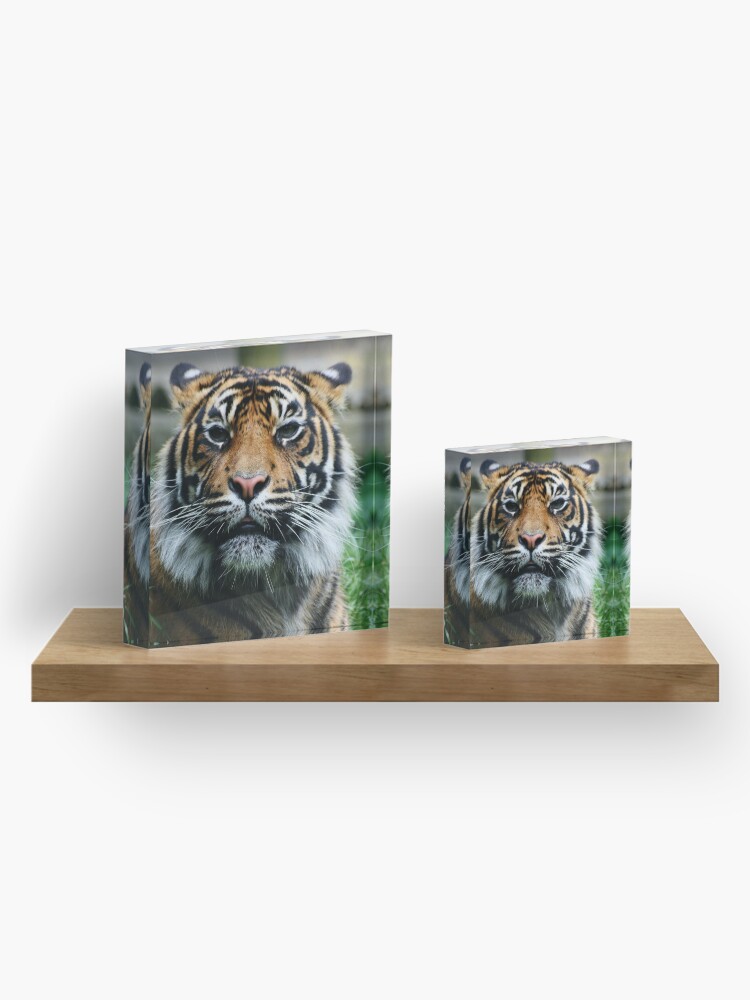Alternate view of Tiger! Acrylic Block