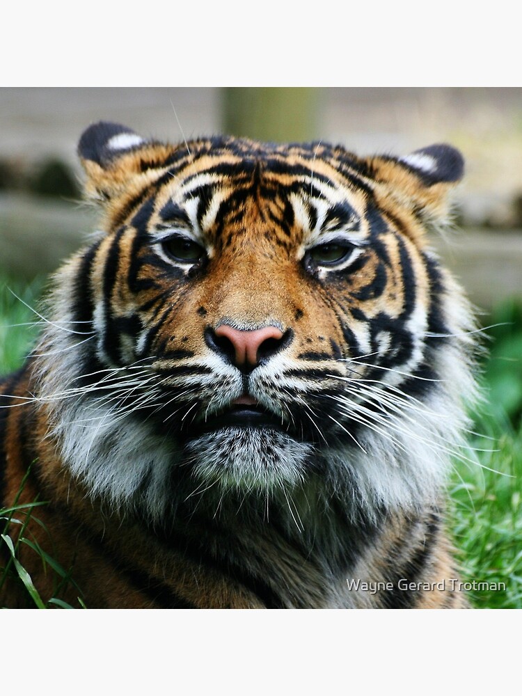 Tiger! by redmoondragon