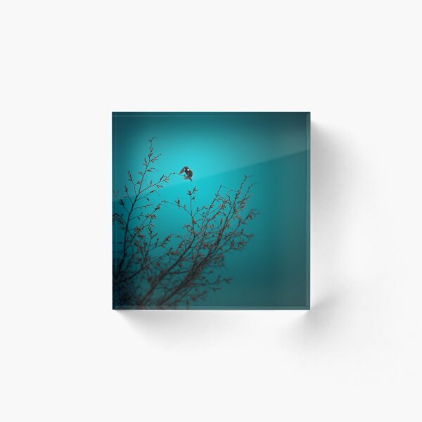 sparrow (002) Acrylic Block