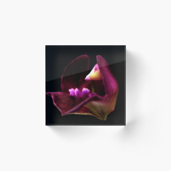 Grace - A New Perspective on Orchid Life Acrylic Block