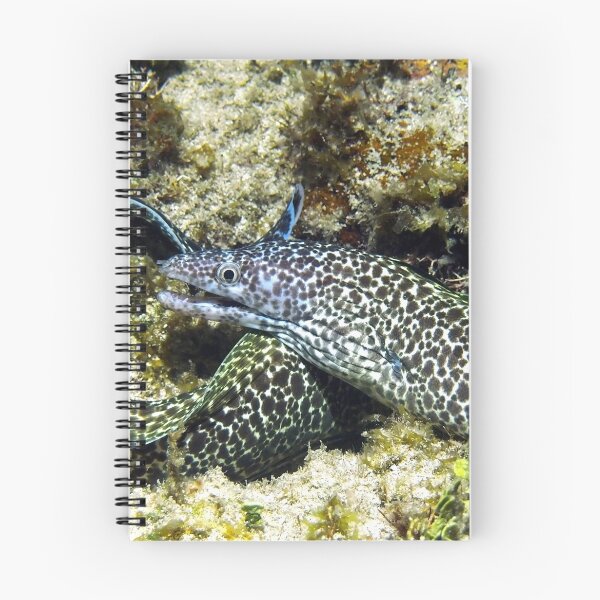 Item preview, Spotted Moray Eel along the Coral Reef in the Caribbean designed and sold by Amy McDaniel.
