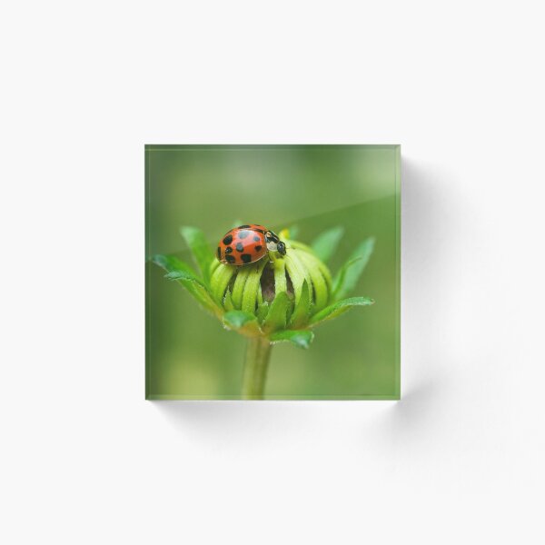 Item preview, Ladybug IV designed and sold by Leisa  Hennessy.