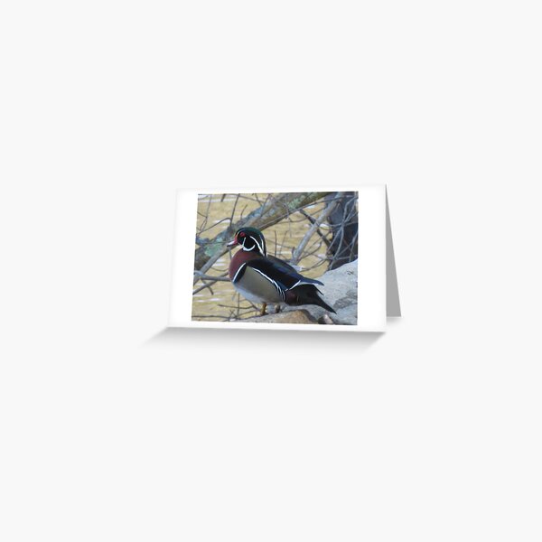Male Wood Duck in Breeding Plumage feathers Greeting Card