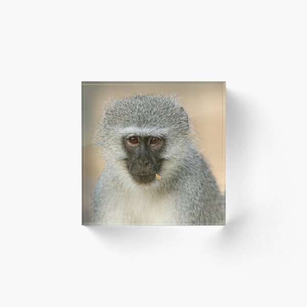 Item preview, Vervet Portrait designed and sold by Rashid Latiff.