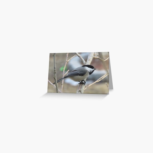 Black-Capped Chickadee Songbird Greeting Card
