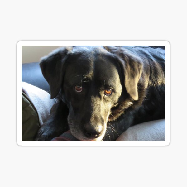 Black Labrador Dog Sticker