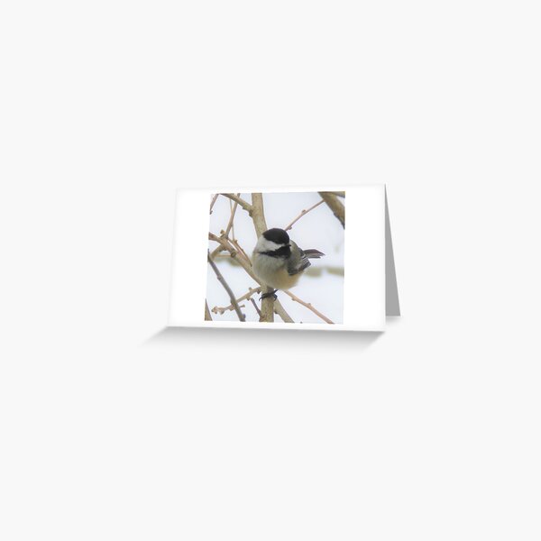 Black-Capped Chickadee Songbird Greeting Card