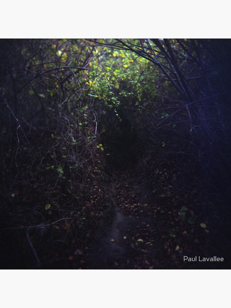 The Dark Thicket of Life by mylatehope