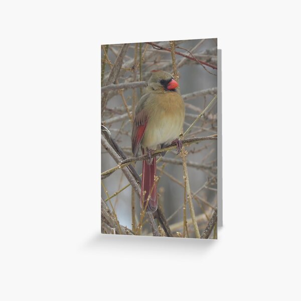 Female Northern Cardinal North American Songbird Greeting Card