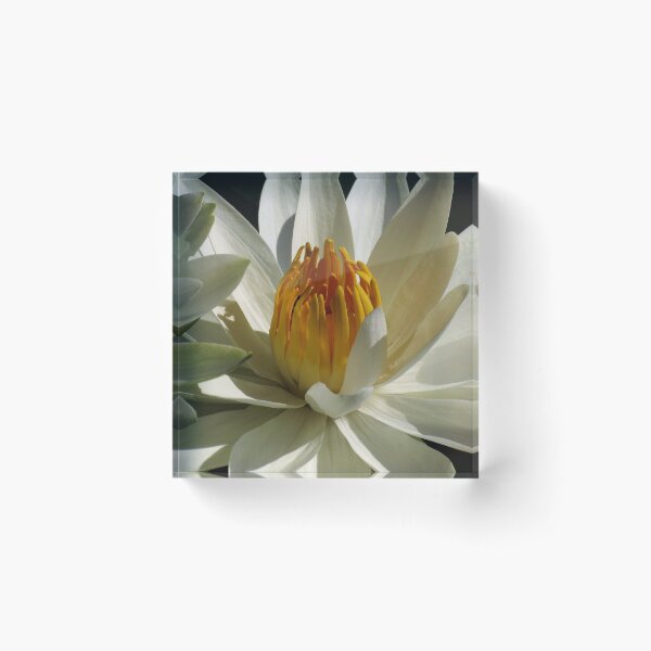 Item preview, Pond Treasures ~ Part Ten designed and sold by artisandelimage.