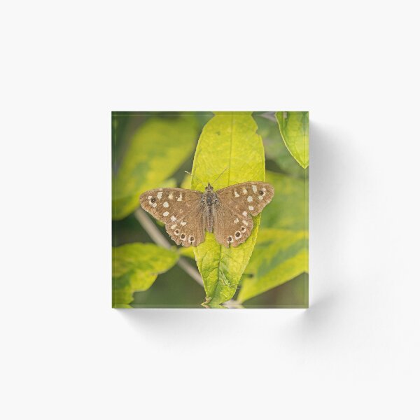 Aperçu de l'œuvre Speckled Wood Butterfly créée et vendue par MikeSquires.