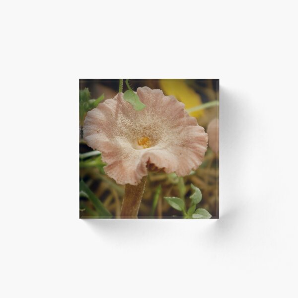 Mushroom disguised as soft-pink flower Acrylic Block