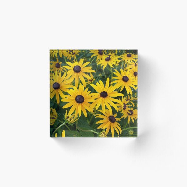 Black Eyed Susan Garden Patch Acrylic Block