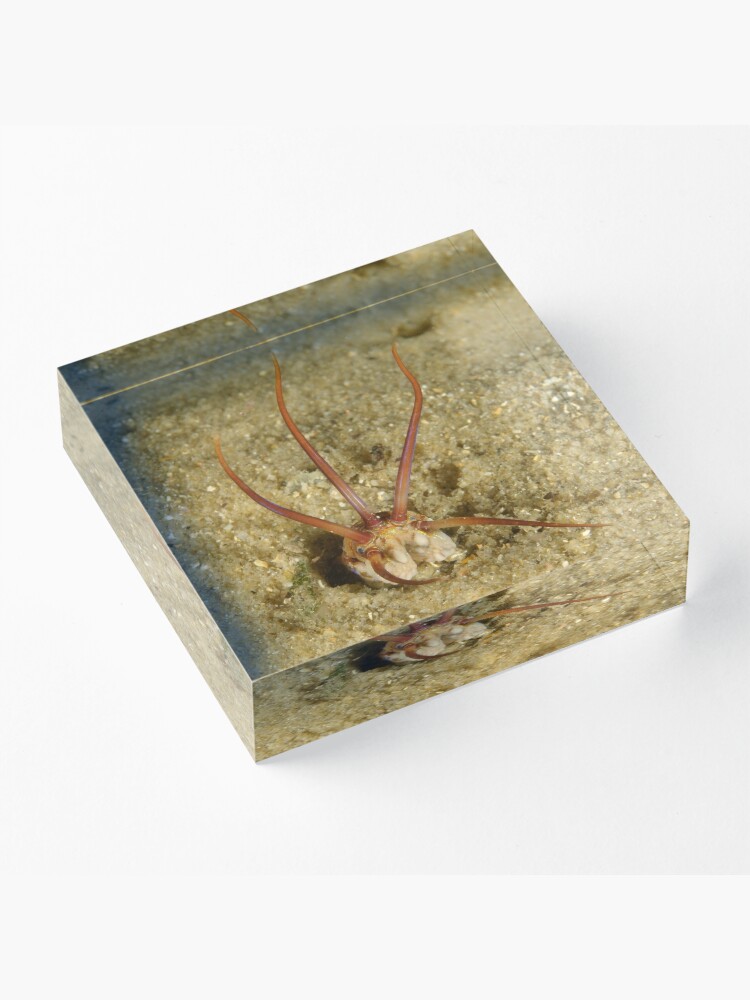 Alternate view of Predatory Polychaete Acrylic Block