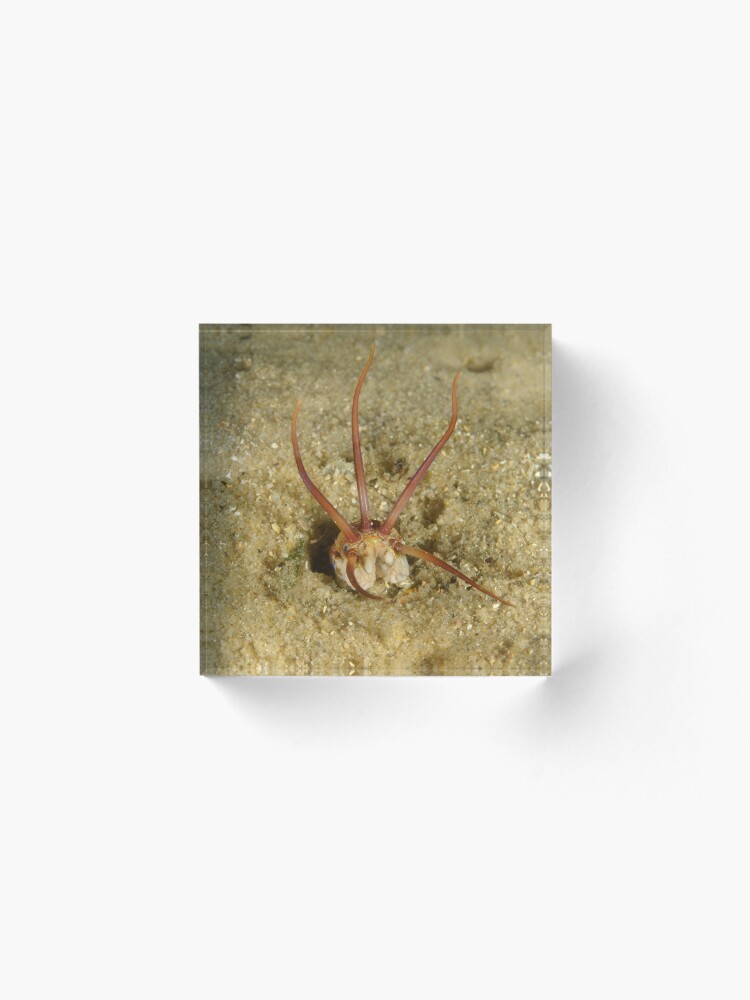 Alternate view of Predatory Polychaete Acrylic Block