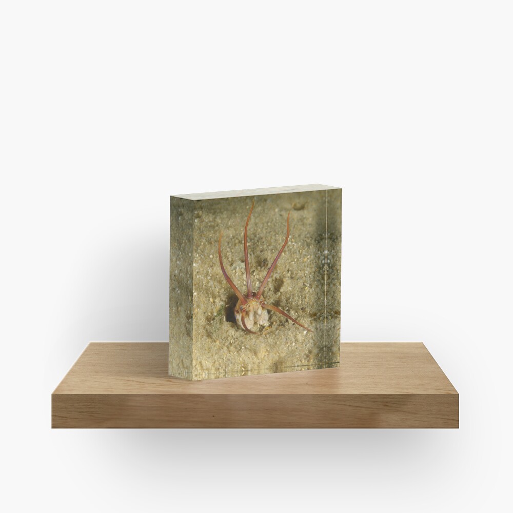 Predatory Polychaete Acrylic Block