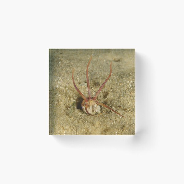 Item preview, Predatory Polychaete designed and sold by Andrew Trevor-Jones.